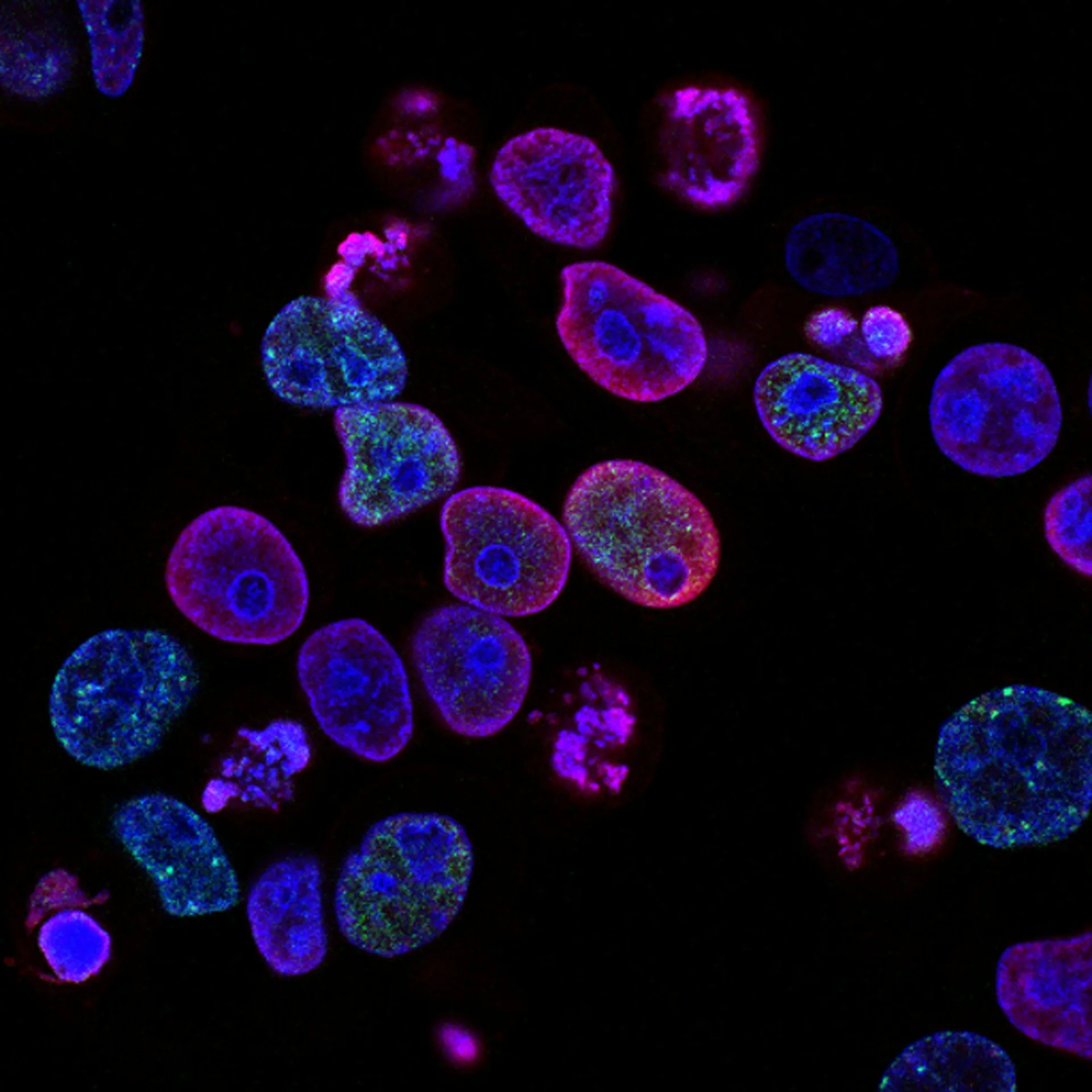 Fluorescent samples under controlled optical excitation.